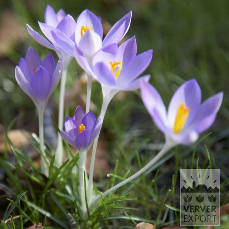 Krokusse tommasinianus (14025)