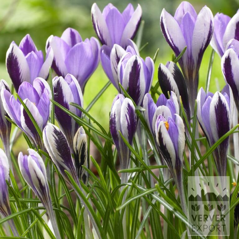 Krokusse sieberi 'Spring Beauty' (14027)