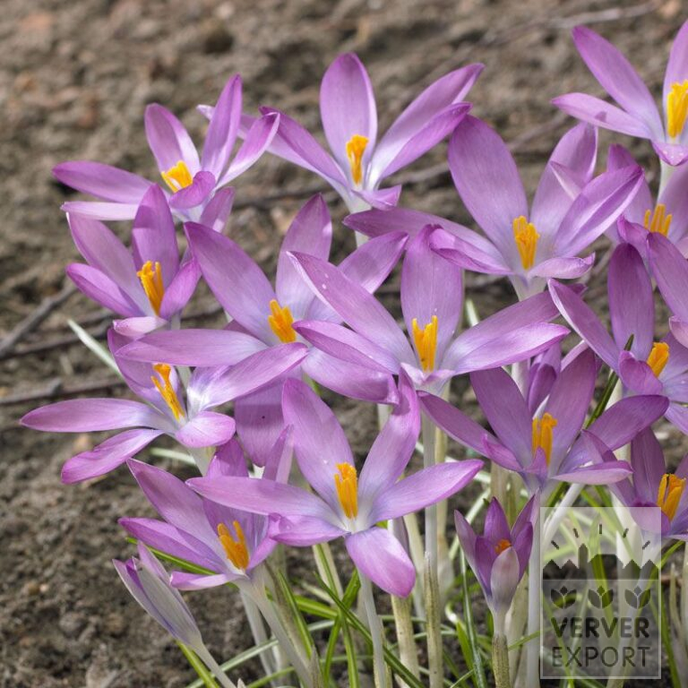 Krokusse tommasinianus roseus (14031)