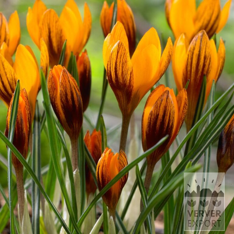 Krokusse chrysanthus 'Orange Monarch' (14032)