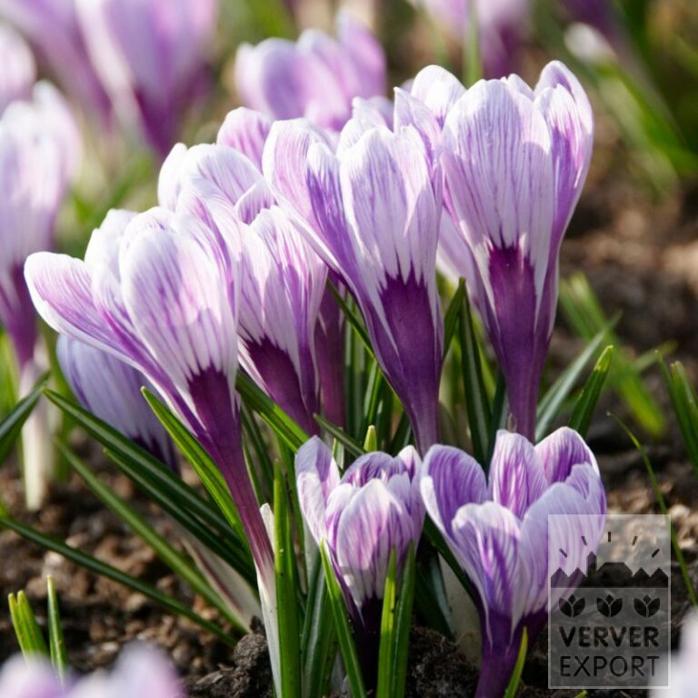 Bio-Blumenzwiebeln bio Crocus 'King of the Striped' (14609)