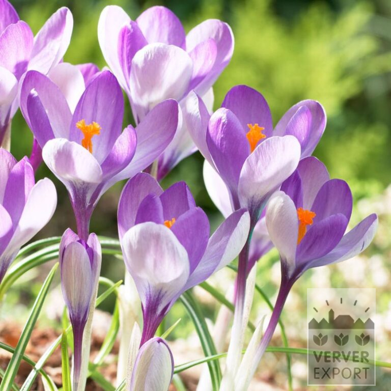 Krokusse 'Yalta' (14035)