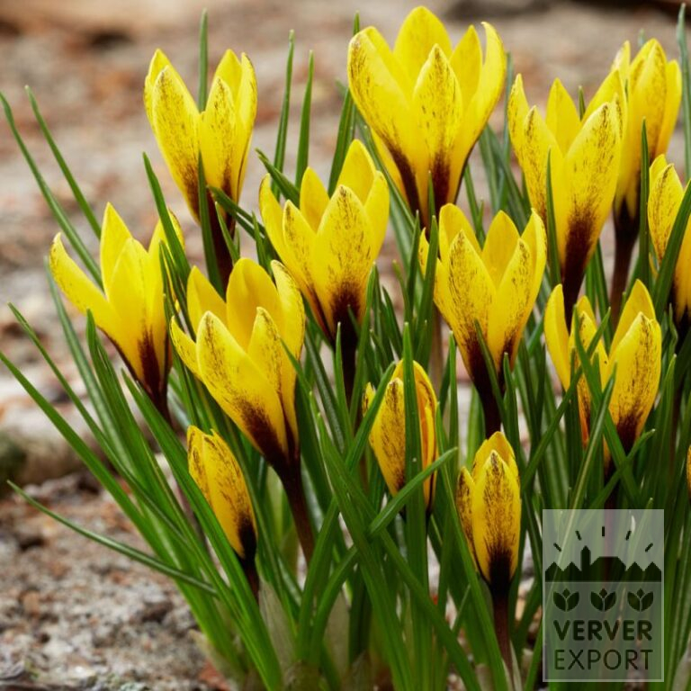 Krokusse korolkowii (14037)