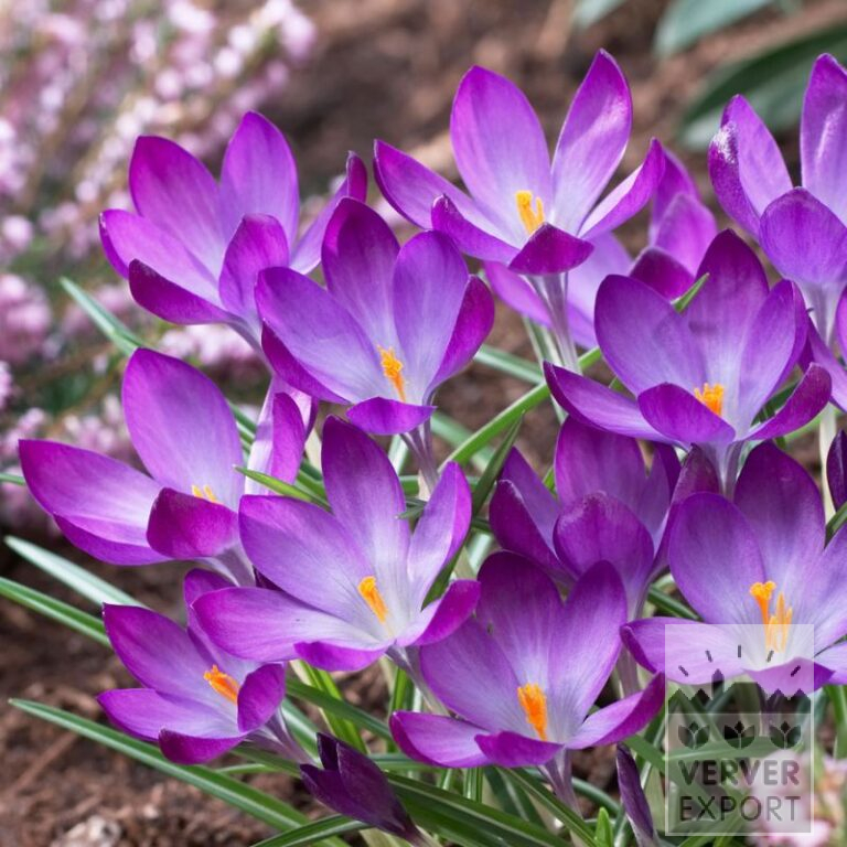 Bio-Blumenzwiebeln bio Crocus tommasinianus 'Ruby Giant' (14605)