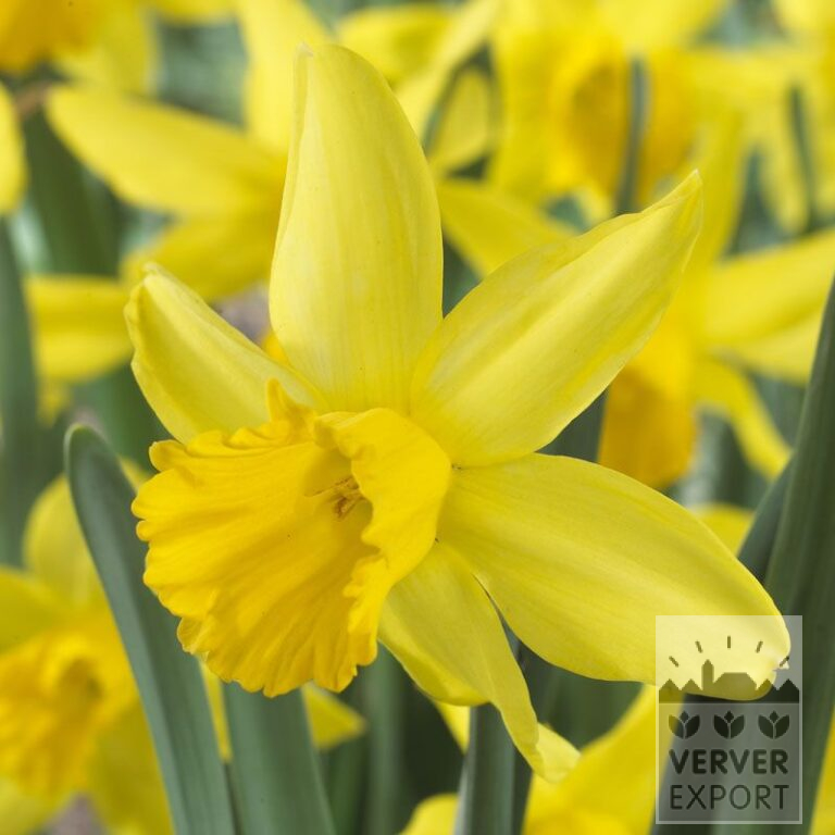 Narzissen 'February Gold' (15003)