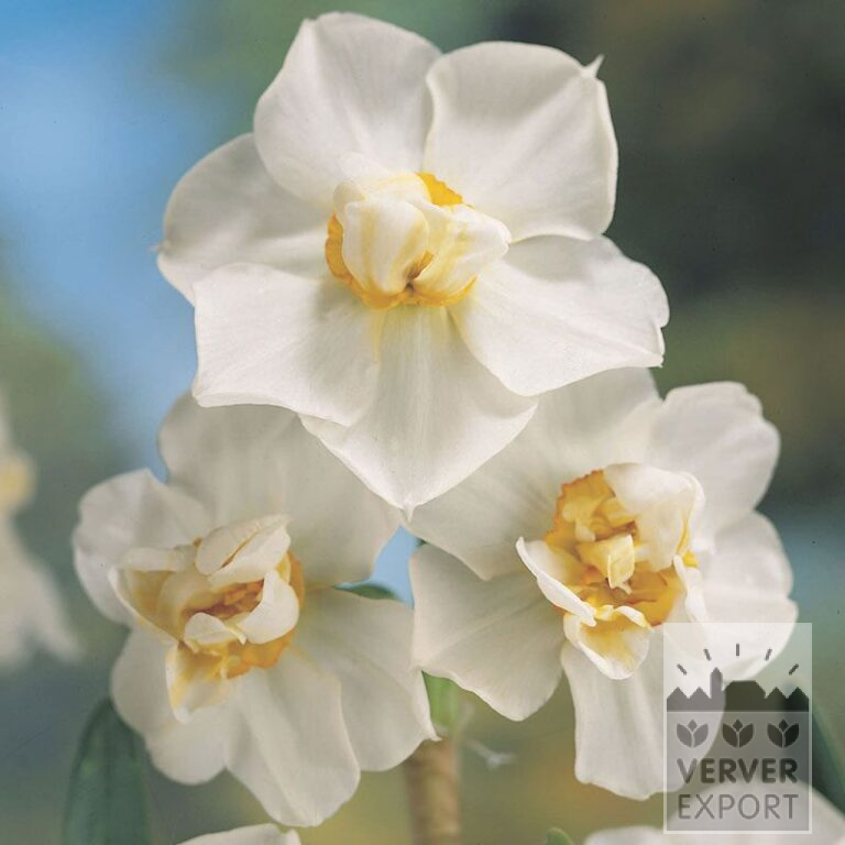 Narzissen 'Cheerfulness' (15013)