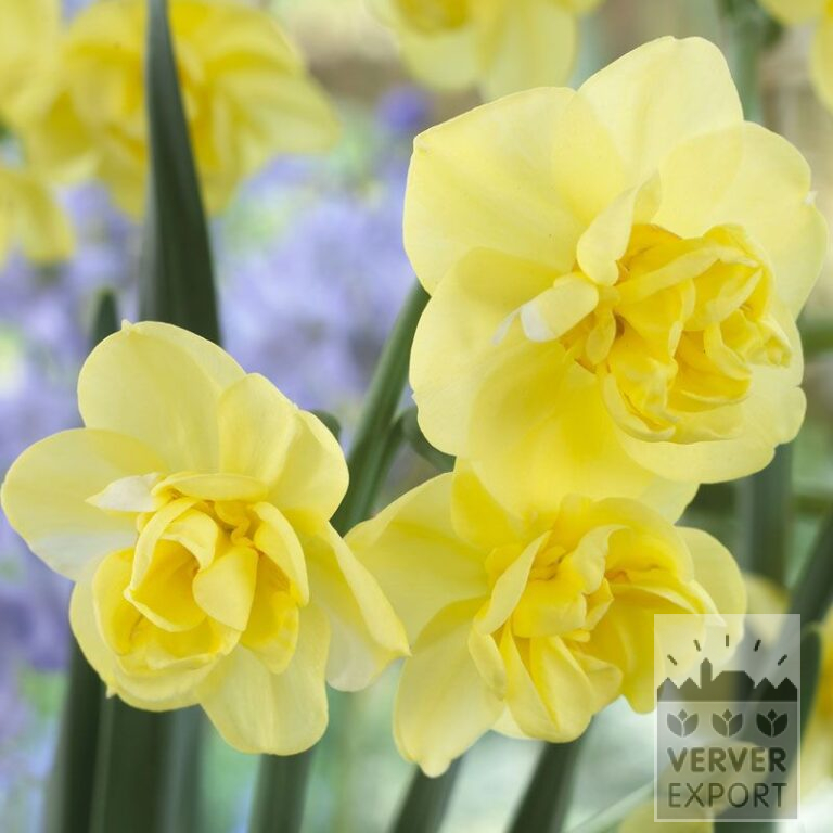 Narzissen 'Yellow Cheerfulness' (15021)