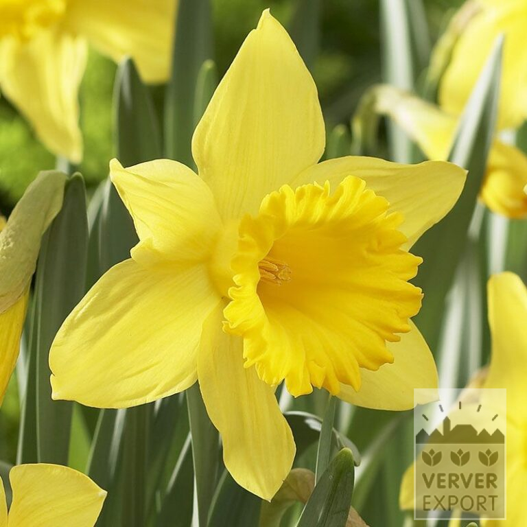 Narzissen 'Golden Harvest' (15034)
