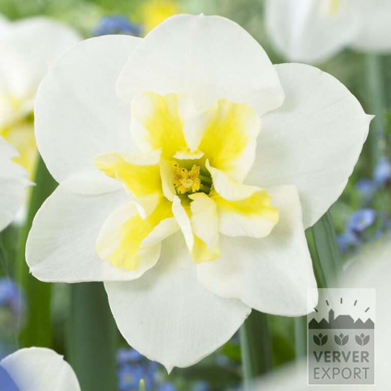 Narzissen 'Lemon Beauty' (15053)