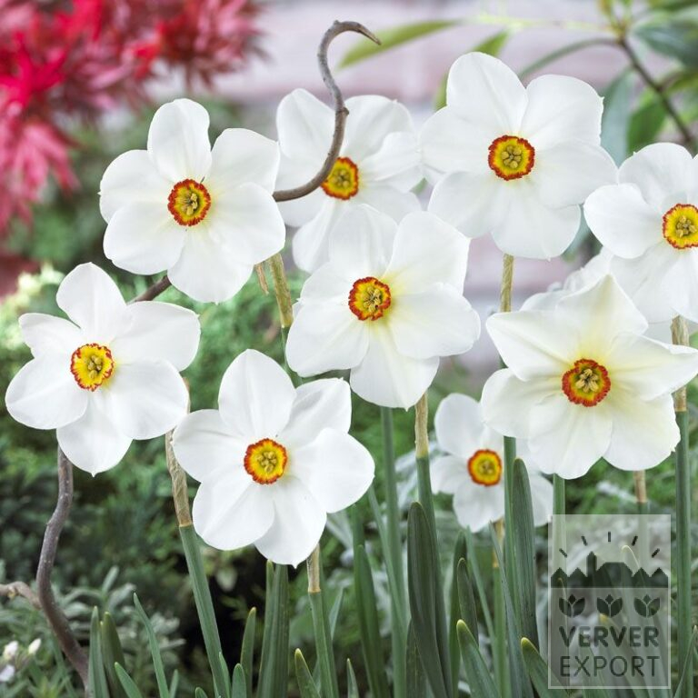 Narzissen poeticus 'Actaea' (15067)