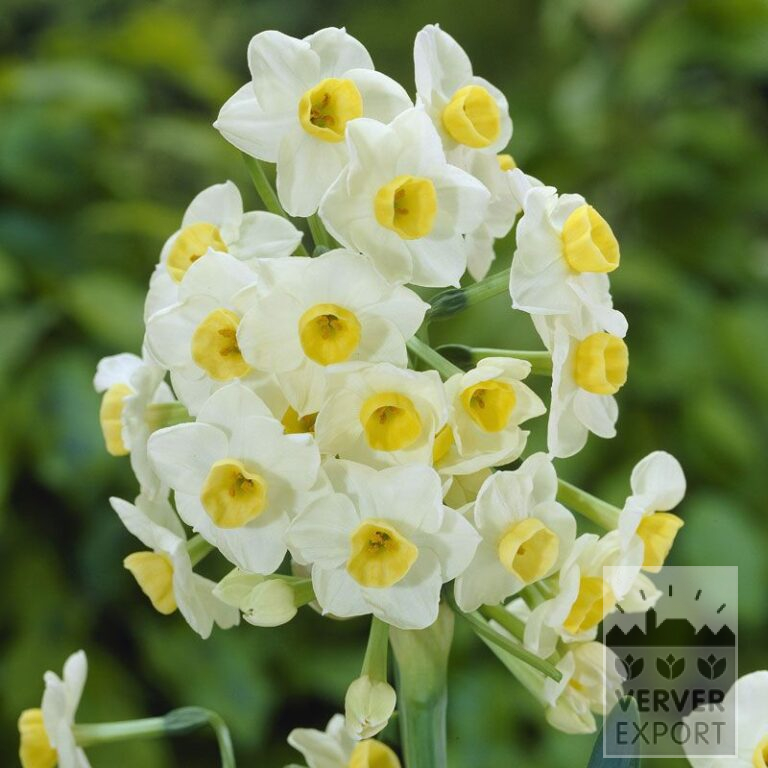 Narzissen tazetta 'Avalanche' (15068)