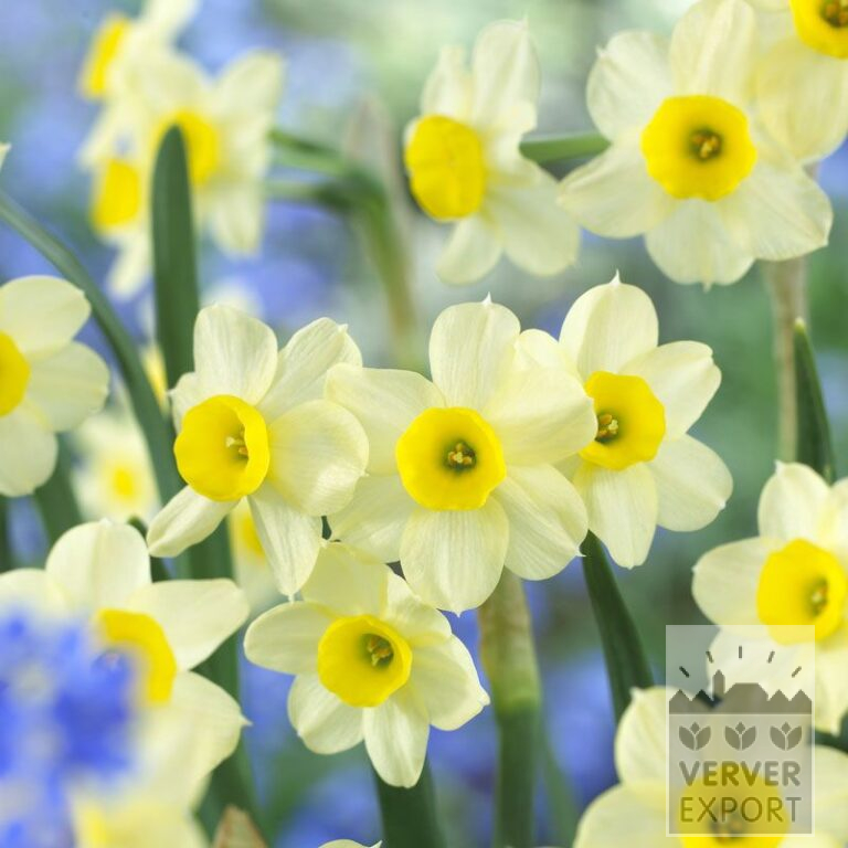Bio-Blumenzwiebeln bio Narcissus 'Minnow' (15609)