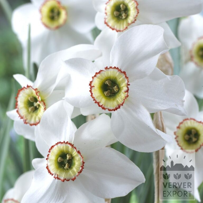 Bio-Blumenzwiebeln bio Narcissus poeticus recurvus (15613)