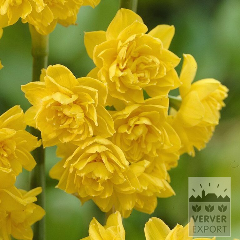 Narzissen 'Golden Rain' (15082)