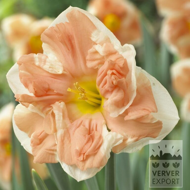 Narzissen 'Apricot Whirl' (15099)