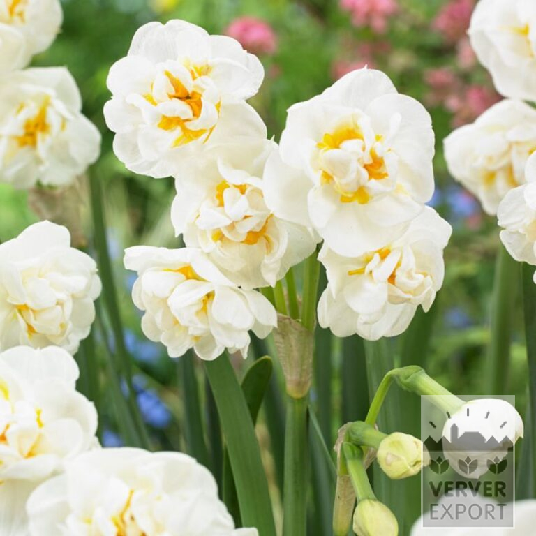 Bio-Blumenzwiebeln bio Narcissus 'Bridal Crown' (15610)