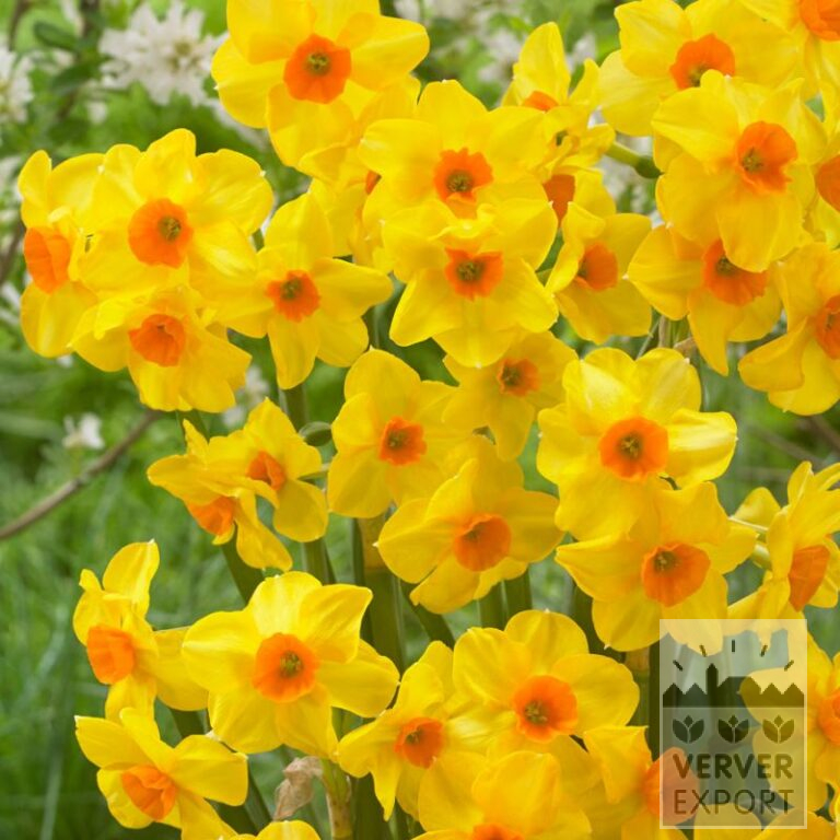 Bio-Blumenzwiebeln bio Narcissus 'Martinette' (15612)