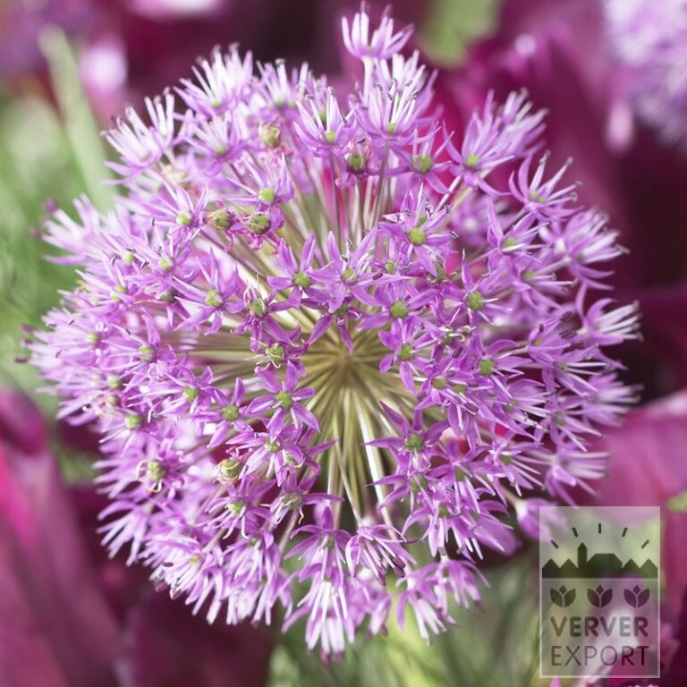 Allium (Zierlauch) aflatunense (16001)
