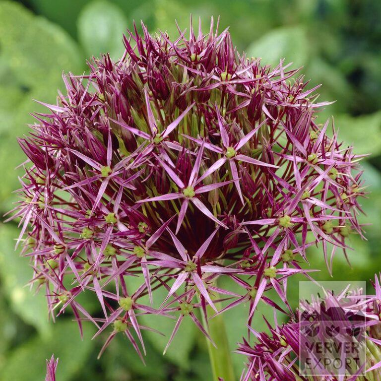 Allium (Zierlauch) cristophii (16003)