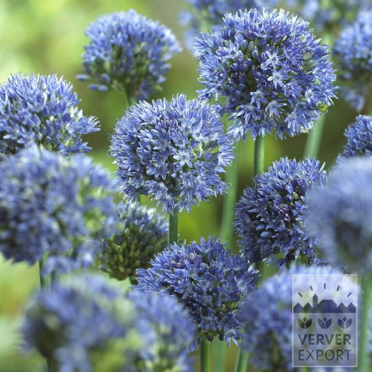 Allium (Zierlauch) caeruleum (16004)