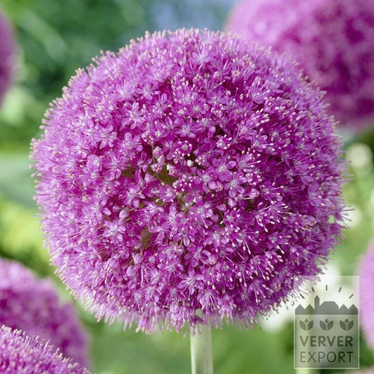Allium (Zierlauch) giganteum (16006)