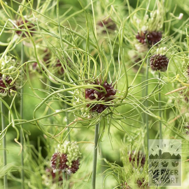 Allium (Zierlauch) 'Hair' (16008)