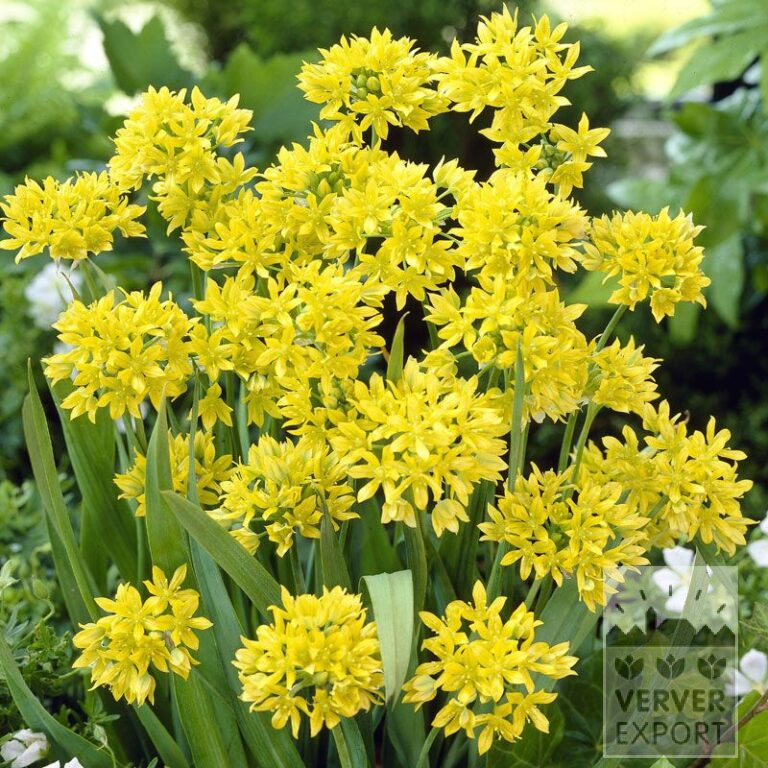 Allium (Zierlauch) moly (16010)