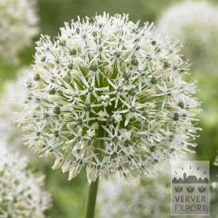Allium (Zierlauch) 'Mount Everest' (16011)
