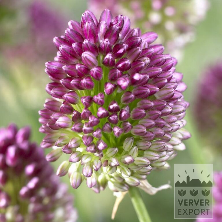 Allium (Zierlauch) sphaerocephalon (16012)
