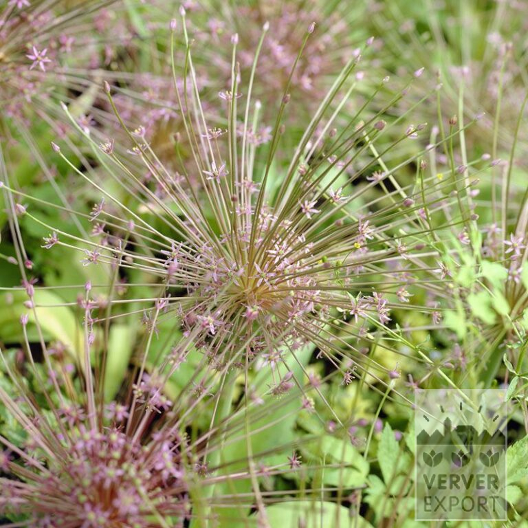 Allium (Zierlauch) schubertii (16013)