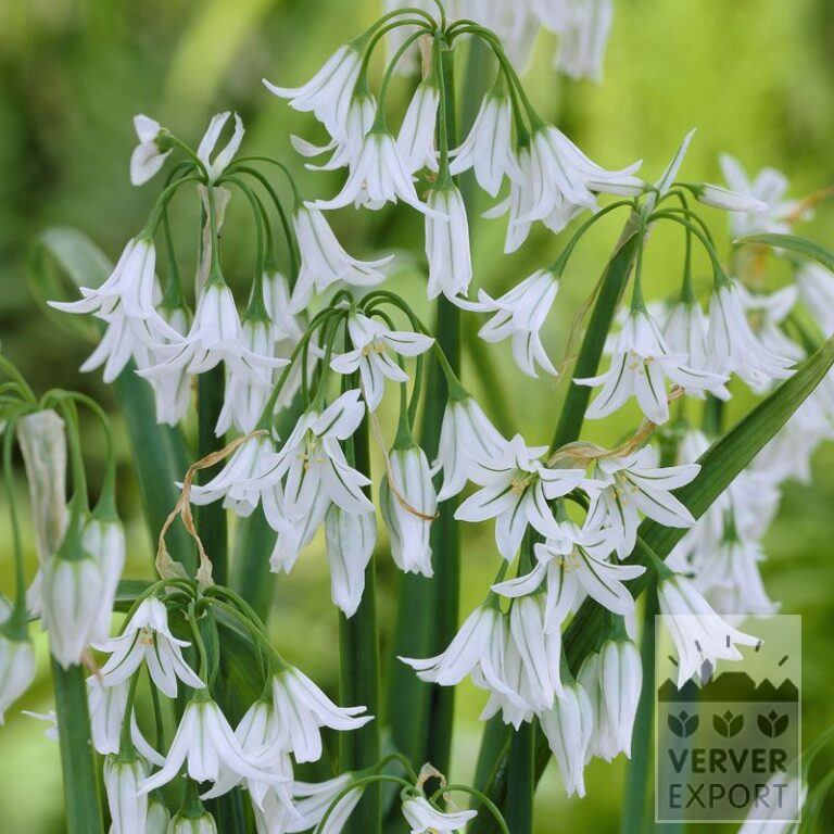 Allium (Zierlauch) triquetrum (16014)