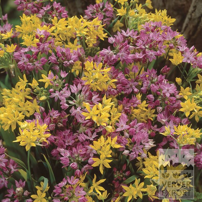 Allium (Zierlauch) Mischung (16015)