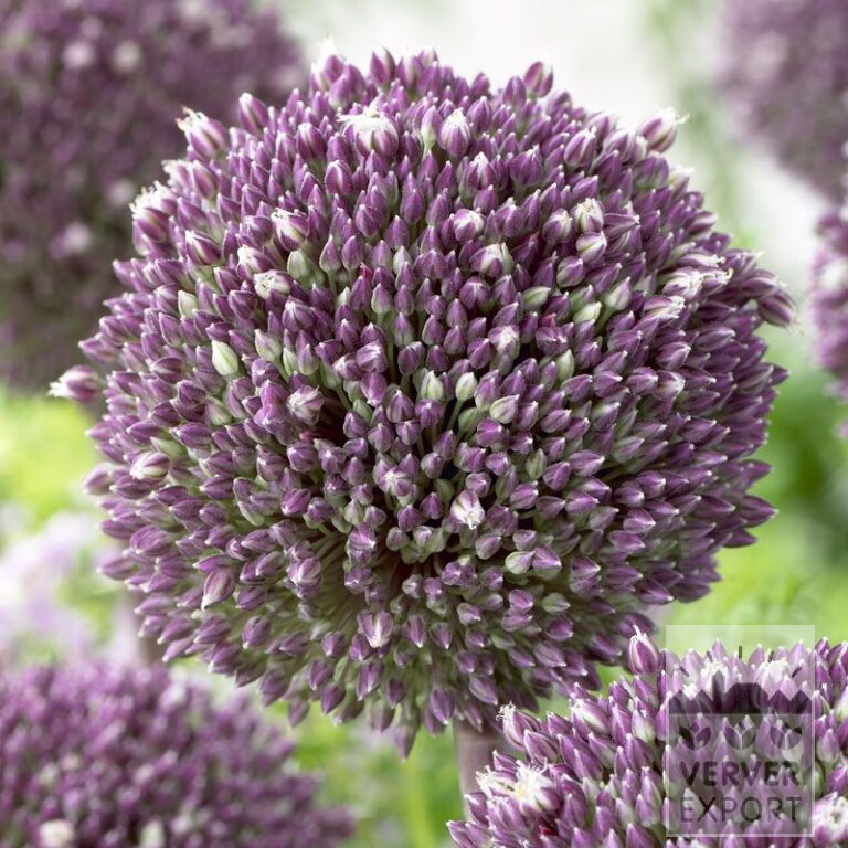 Allium (Zierlauch) 'Summer Drummer' (16018)