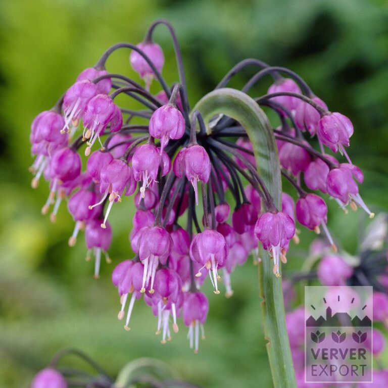 Allium (Zierlauch) cernuum (16019)