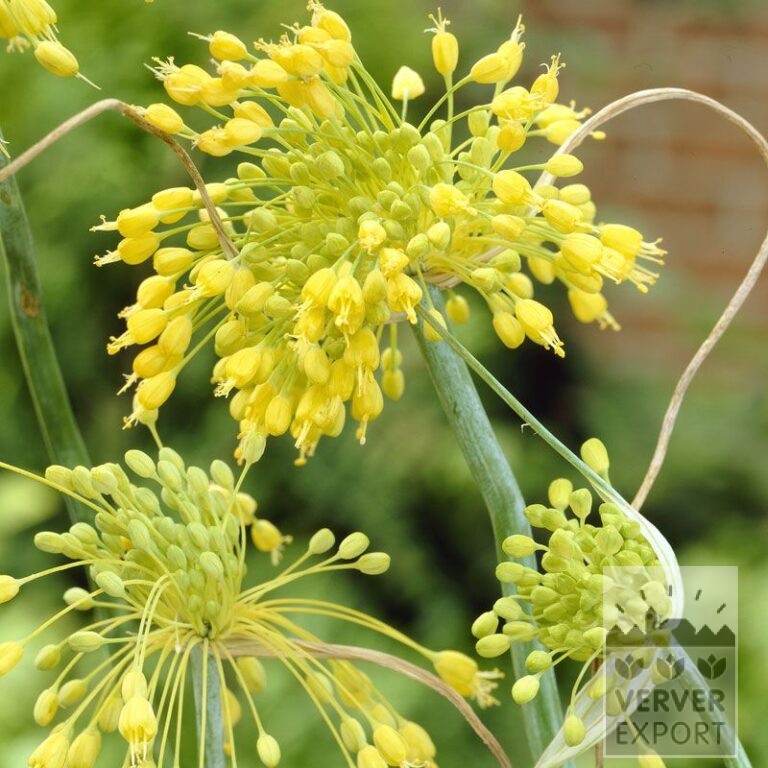 Allium (Zierlauch) flavum (16020)