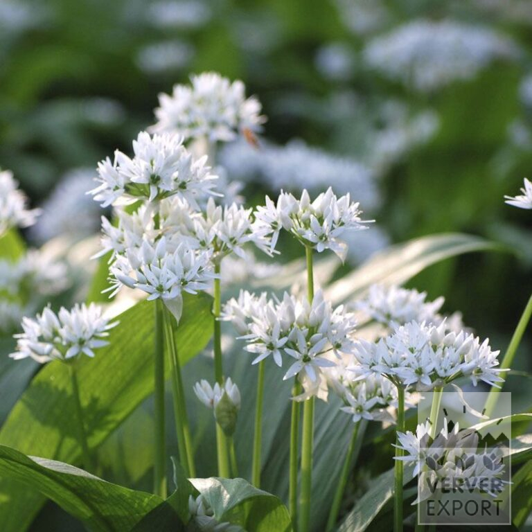 Allium (Zierlauch) ursinum (16021)