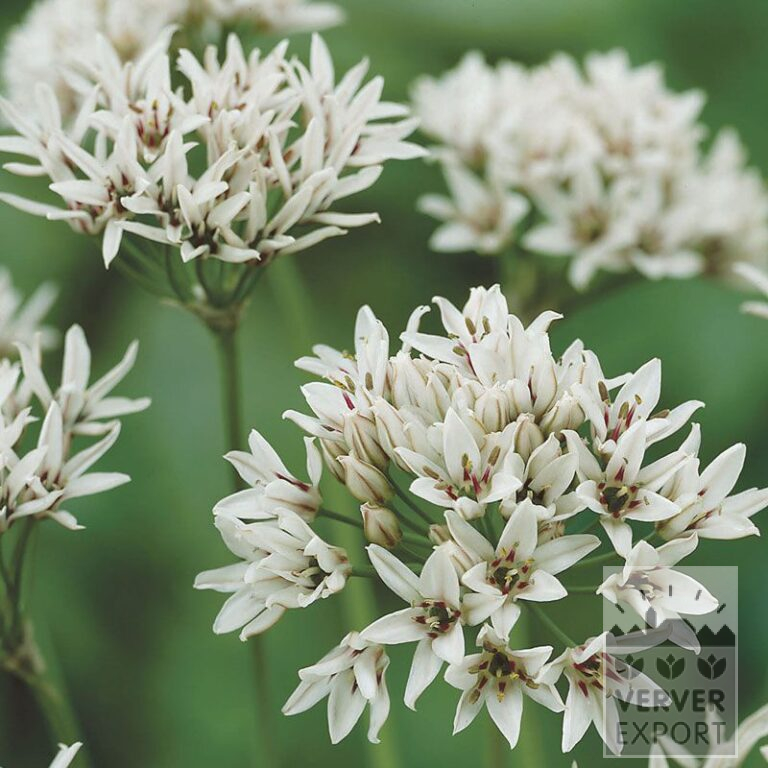 Allium (Zierlauch) 'Graceful' (16022)