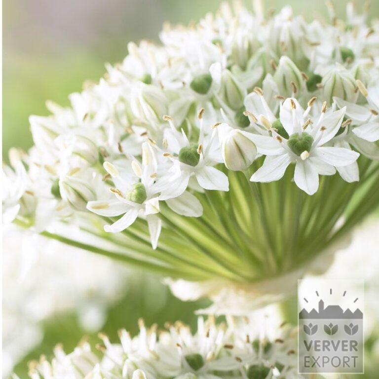 Allium (Zierlauch) nigrum (16023)