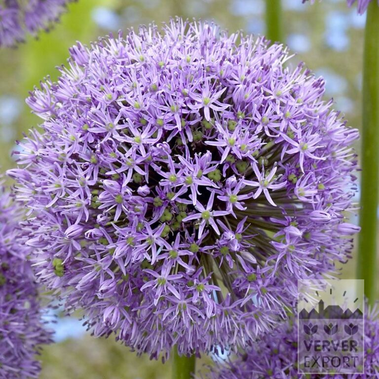 Allium (Zierlauch) 'Gladiator' (16025)