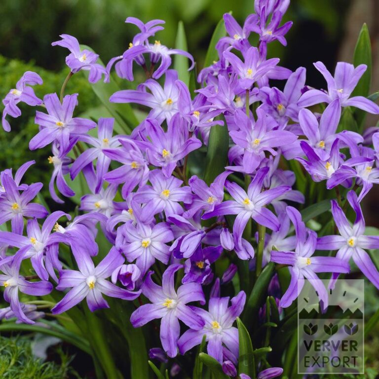 Chionodoxa luciliae (16030)