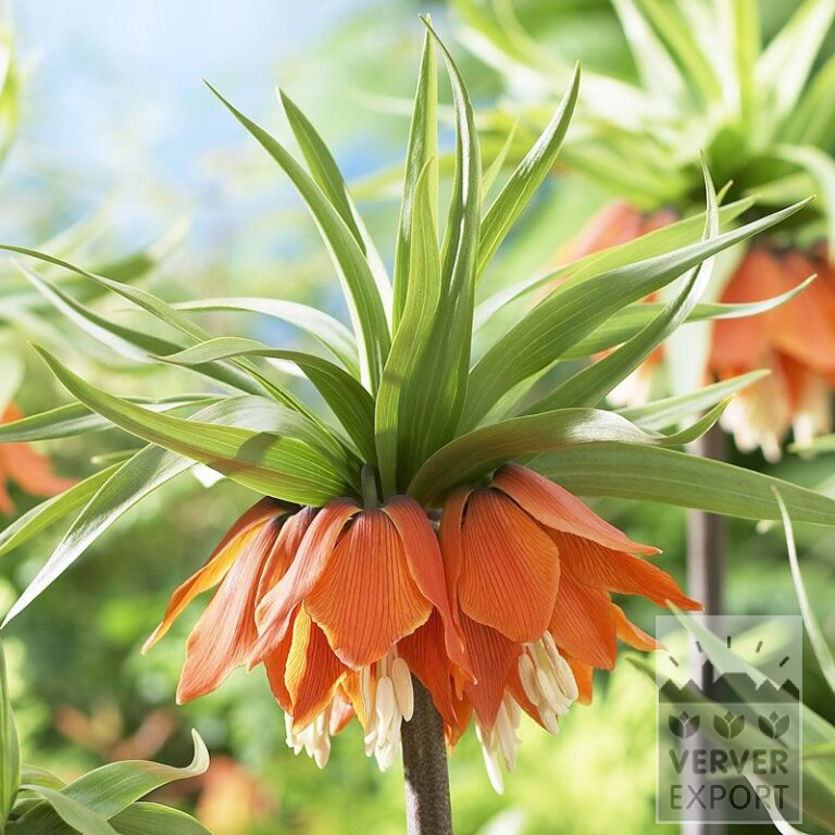 Fritillaria imperialis 'Rubra' (16052)