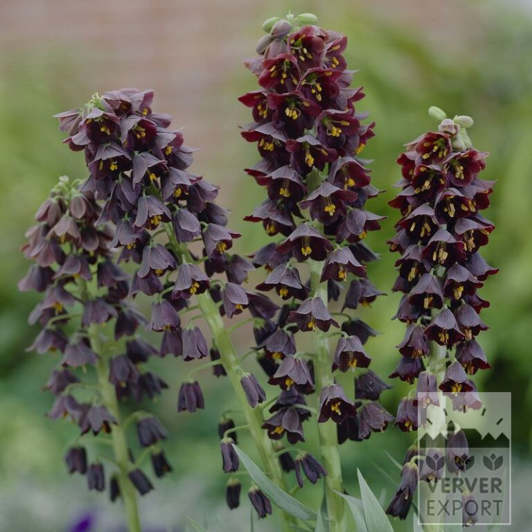Fritillaria persica (16055)