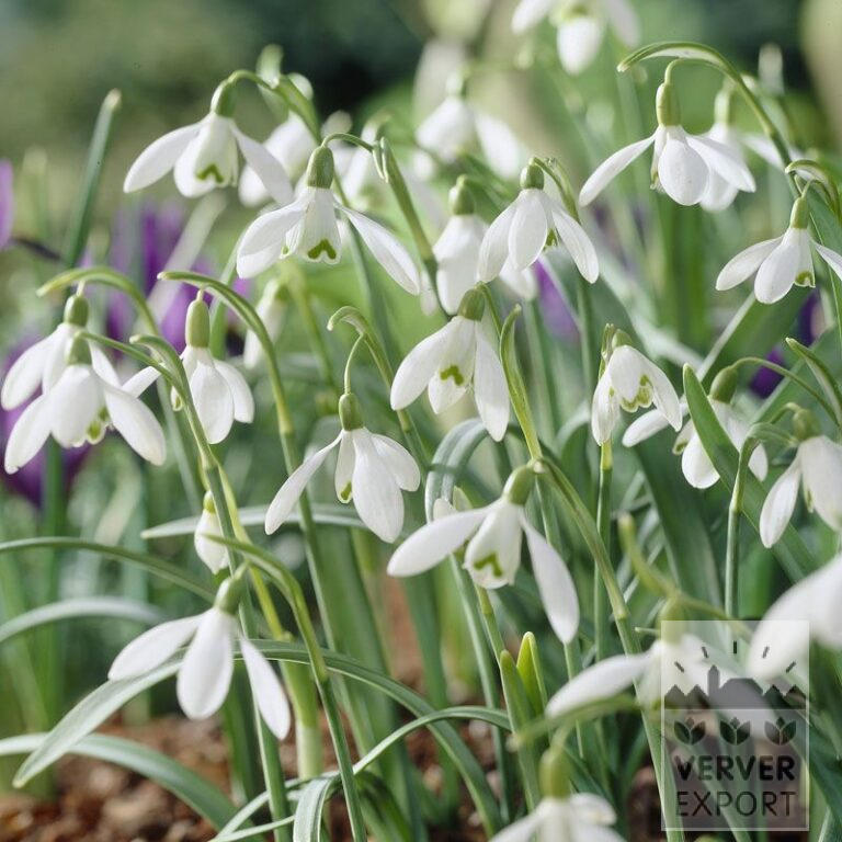 Galanthus (Schneeglöckchen) nivalis (16058)
