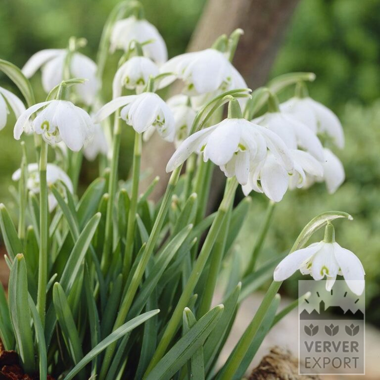 Galanthus (Schneeglöckchen) nivalis 'Flore Pleno' (16059)