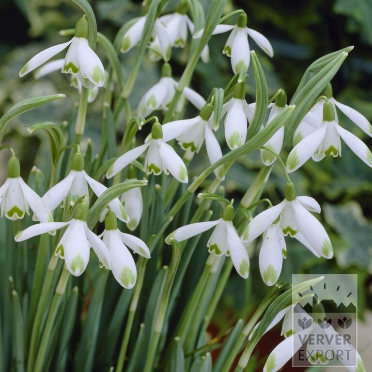 Galanthus (Schneeglöckchen) nivalis 'Viridi-apice' (16060)