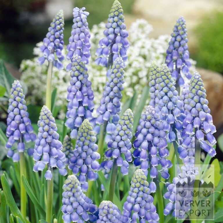 Muscari armeniacum (16079)