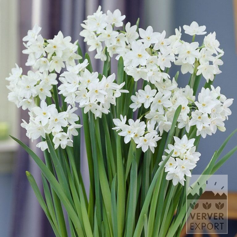 Narzissen paperwhites 'Ziva' (16108)