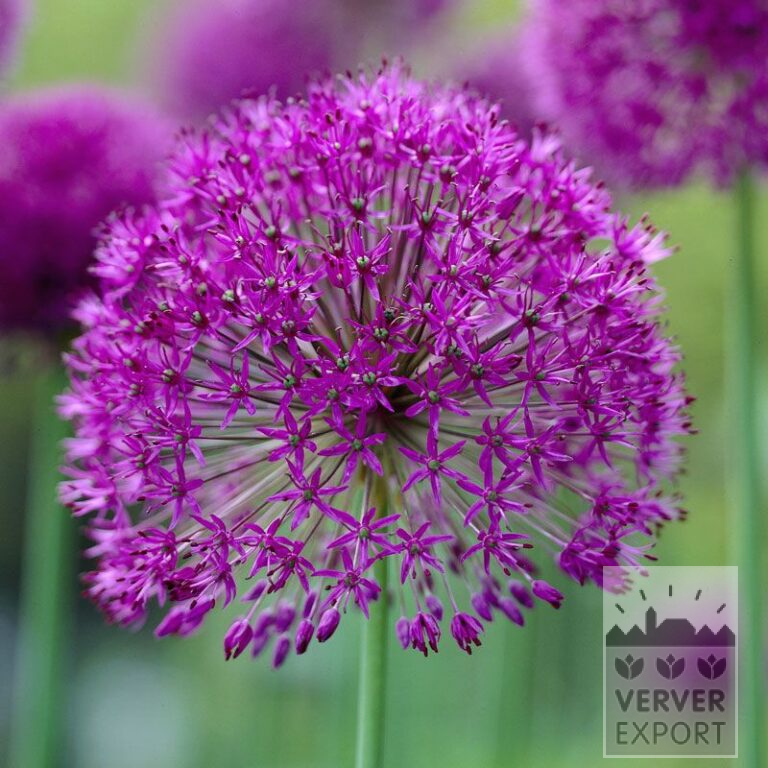 Allium (Zierlauch) aflatunense 'Purple Sensation' (16134)