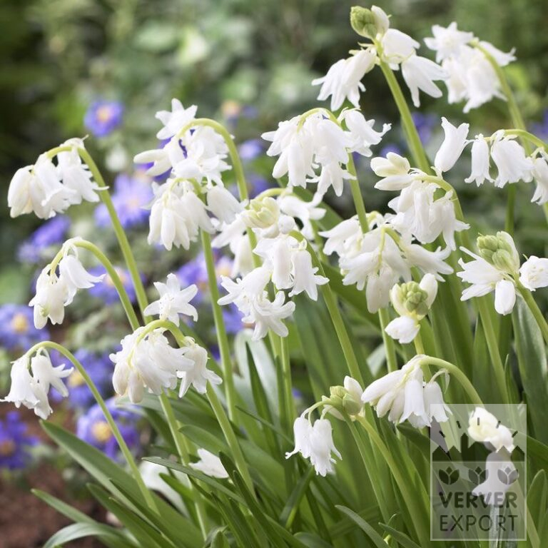 Hyacinthoides hispanica Weiß (16147)