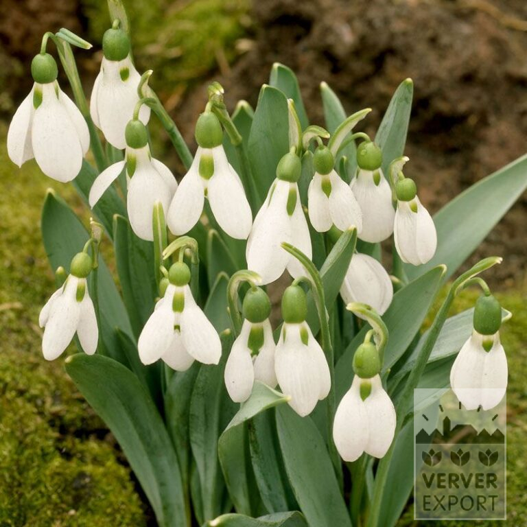 Galanthus (Schneeglöckchen) elwesii (16162)